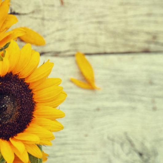 Focus on: sunflower oil - Insight Professional